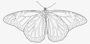 Vector Drawing Formatted For Engraving - Evolution Of Butterfly Drawing