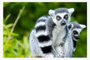 Lemurs - Anm033 - Animales Parecidos Al Mono
