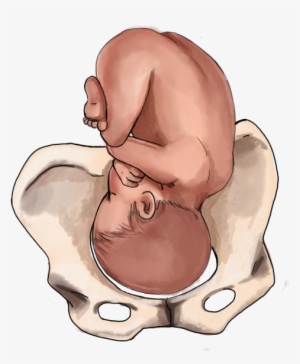 The Ultimate Guide To Baby Position In The Womb - Baby Position In The Womb At 37 Weeks