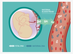 Graphic Of Fetal Dna Entering Maternal Blood Stream - Cell Free Dna Test