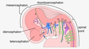 6 Week Human Embryo Nervous System - Embryology Of Olfactory Nerve