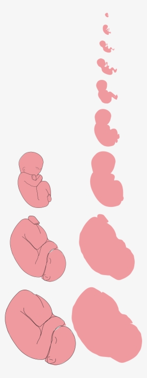 File - Fetus Proposal - Svg - Fetus