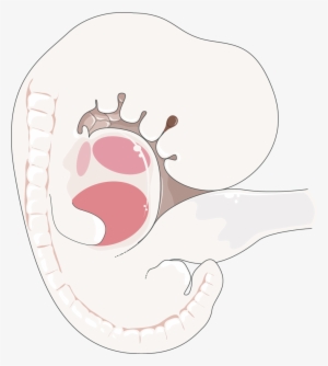Embryo - Embriao Png