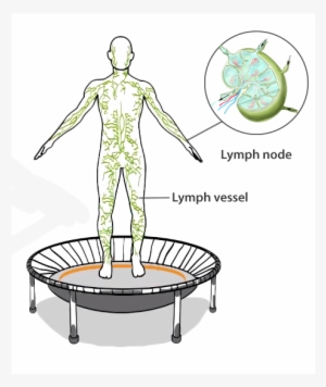 A Graphic Representation Of The Human Lymphatic System - Rebounding Lymphatic System