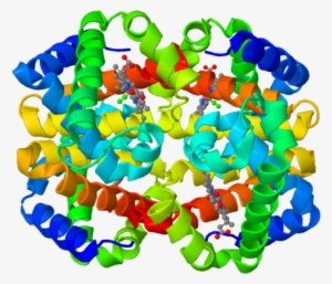 Fetal Hemoglobin Protein Structure, Formed By 2 Alpha - Hemoglobin Structure