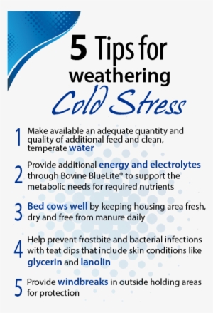 5 tips for dairy cold stress - cold stress in dairy cows