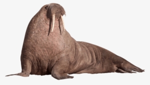 Free Png Walrus Sitting On The Ground Png Images Transparent - Walrus Png