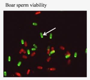 The Images Indicating The Boar Semen Viability Determined - Graphic Design
