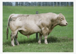 M6 Next Step 164p Charolais Semen - Southern Cattle Company