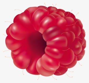 Raspberry Fruit Png Clipart - Fruit Vector