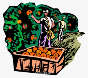 picking fruit royalty free vector clip art illustration - picking fruit clip art