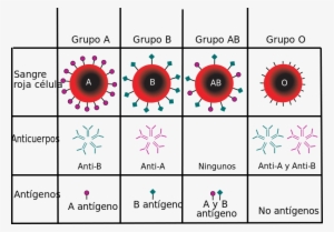Abo Sangre Tipo - Blood Groups