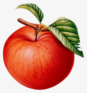 Frutas Png - 蘋果 圖案