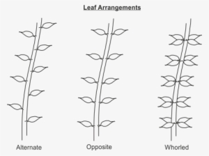 Leaf Arrangement - Fibonacci Spirals In Plants Leaves