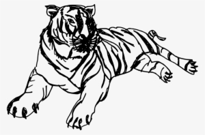 4 Tiger Drawing - Drawing