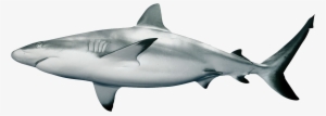 Black Tip Reef Shark Transparent