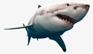 Shark Swimming Png Image - Great White Shark Transparent Background