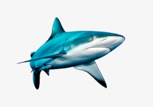 Share - Sharkfish High Quality Png