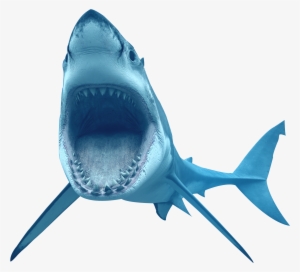 Png Image Shark Png In This Page You Can Download Png - Great White Shark Shark Transparent Background