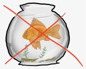 1,000 Bits Of Fishy Advice You Shouldn't Ignore - Gold Fish In A Bowl