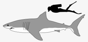 Mako Shark Clipart Line Drawing - Great White Shark Size To Human