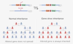 A Gene Drive Is A Genetic Engineering Technology That - Gene Drive
