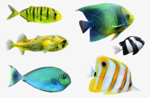 Tropical Fish - Tropical Fish Png