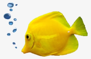 Rates & Booking - Fish With Bubbles Png
