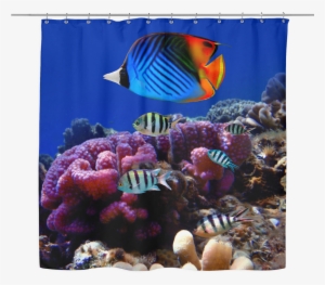 Sea Life 03 Tropical Fish Shower Curtain - Marine Life In Andaman And Nicobar Islands