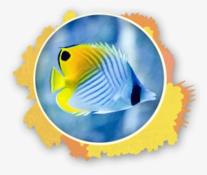 The Pennant Fish Is Incredible Social And Is Even Seen - Triggerfish Maui