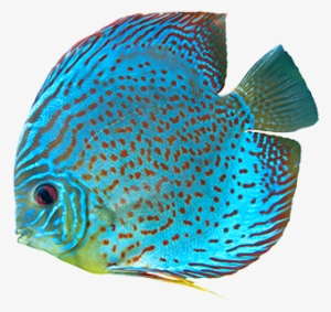 Dive Into The Savings - Spotted Blue Discus Fish