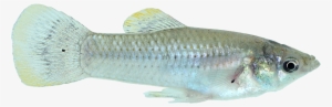 Tropical Fish Png - X Ray Fish Transparent