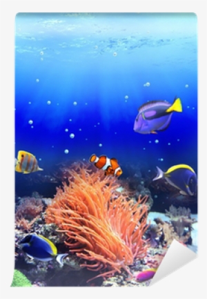 Underwater Fish Png Download - Clownfish