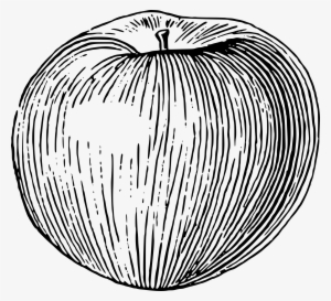 Big Image - Line Drawing Of An Apple