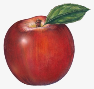 Fruits