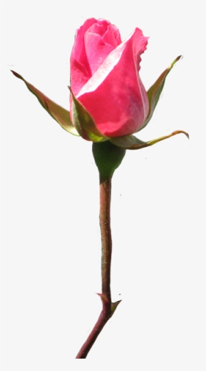 Rose Clipart - Rosebud Transparent Background