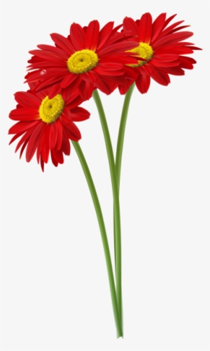 Jpg Royalty Free Stock Red Gerbers Clipart Image Vir - Daisy Red Png