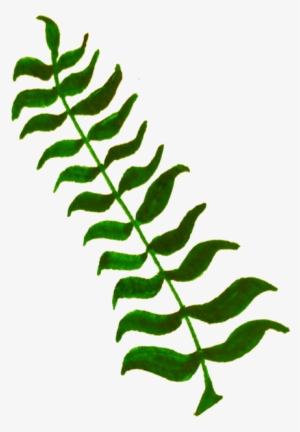 Calligraphy Computer Icons Plant Stem Leaf Twig - Green Plant Illustration Png