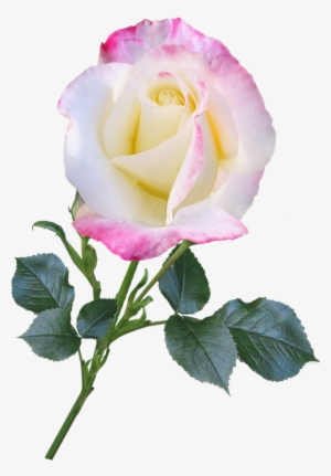 Rose, Bloom, Flower, Stem, Nature, Romantic - Moutan Peony