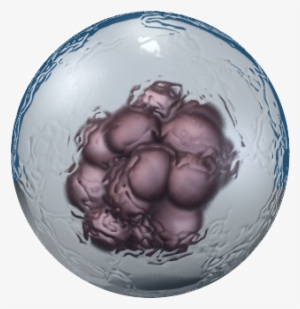 Embryonic Stem Cells Transparent