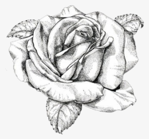 Delightful Clutterby Rose Antique Rose Postcards Etc - Vintage Rose Drawing Png