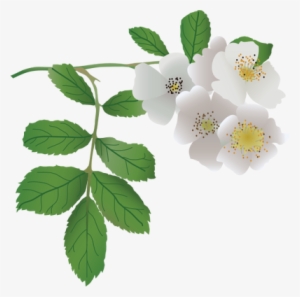Ian Symbol Rosa Multiflora - Rosa Laevigata Clear Background