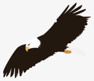 Bald Eagle Harpy Eagle Download - Bald Eagle Clipart Png