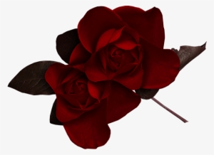 Dark Red Rose Clipart - Dark Red Roses Png
