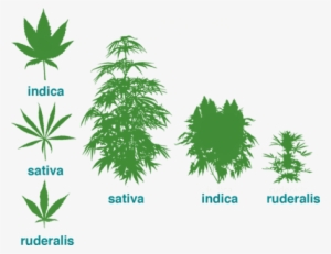 Evolution Of Cultivated Cannabis Strains - Cannabis Ruderalis