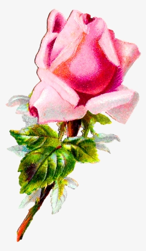 Rose Flower Floral Shabby Chic Image Digital Clipart - Rose