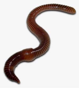 Earthworm Worm Png - California