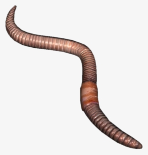 Earthworm Png