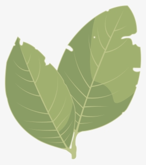 Hojas De Laurel Png - Leaf
