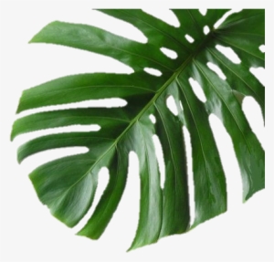 Plantaverde Hoja Palmera Hojaverde - Banana Leaf Print